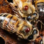 science_org Scientists breed honey bees to fight deadly parasite